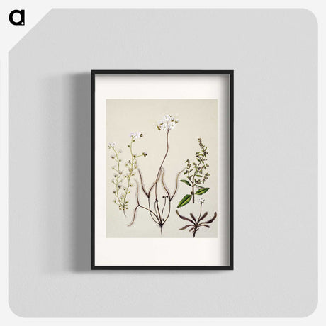 2-3_Native-Flowering-Plants-of-New-Zealand_blk