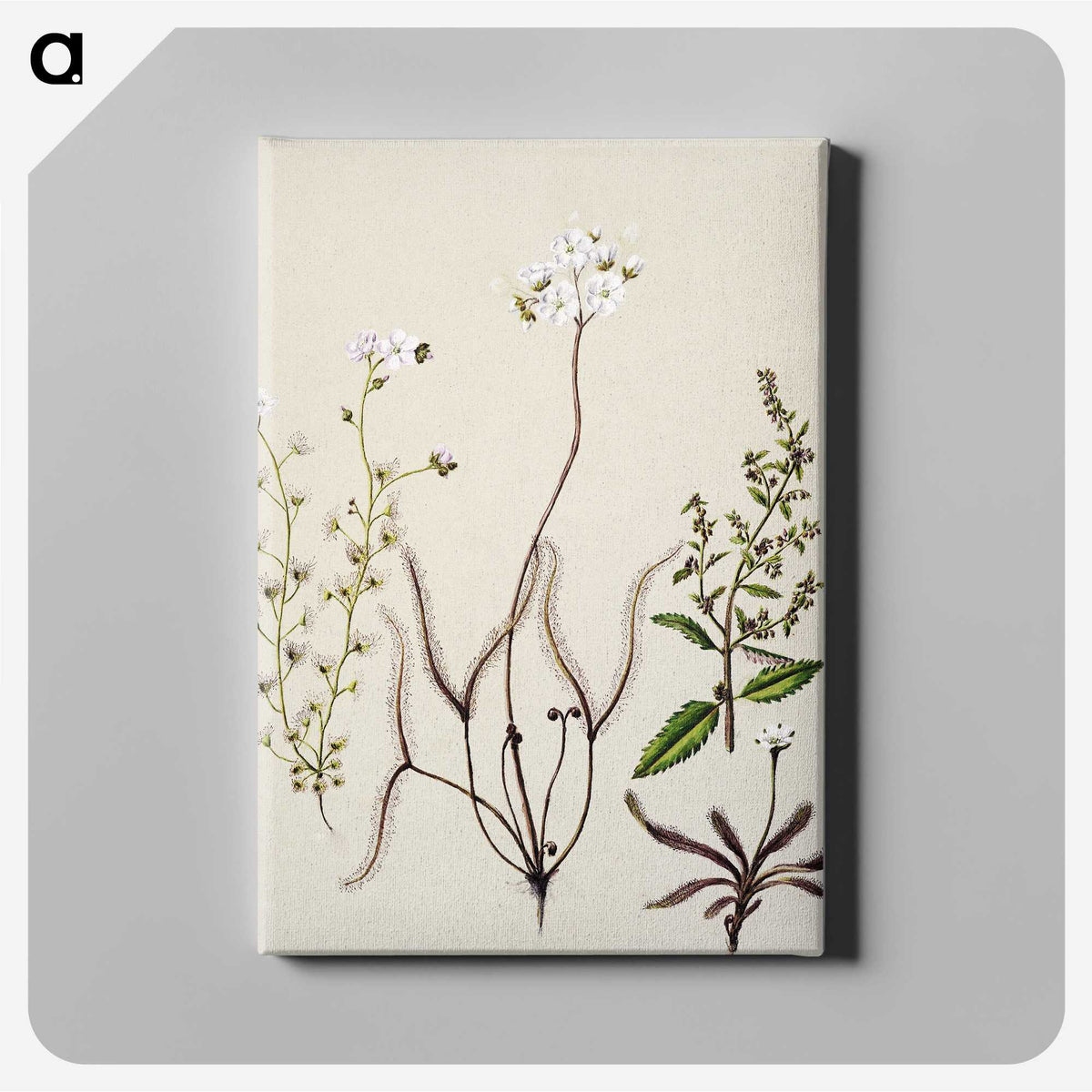 2-3_Native-Flowering-Plants-of-New-Zealand_canvas