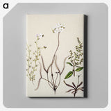 2-3_Native-Flowering-Plants-of-New-Zealand_canvas