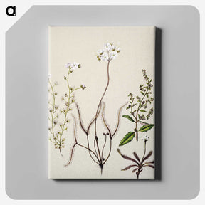 2-3_Native-Flowering-Plants-of-New-Zealand_canvas