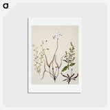2-3_Native-Flowering-Plants-of-New-Zealand_hagaki