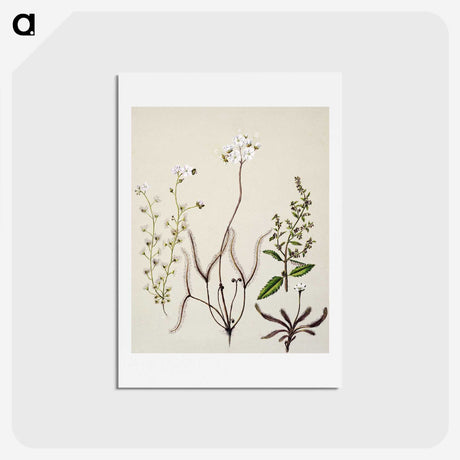 2-3_Native-Flowering-Plants-of-New-Zealand_hagaki