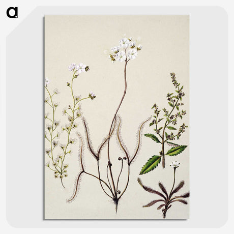 2-3_Native-Flowering-Plants-of-New-Zealand_picture-crop