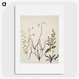 2-3_Native-Flowering-Plants-of-New-Zealand_picture