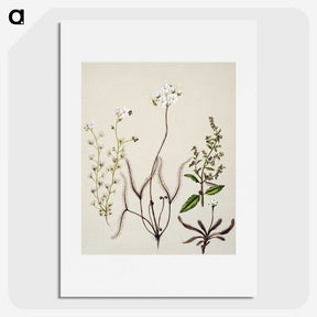 2-3_Native-Flowering-Plants-of-New-Zealand_picture