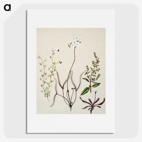 2-3_Native-Flowering-Plants-of-New-Zealand_picture