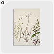 2-3_Native-Flowering-Plants-of-New-Zealand_postcard
