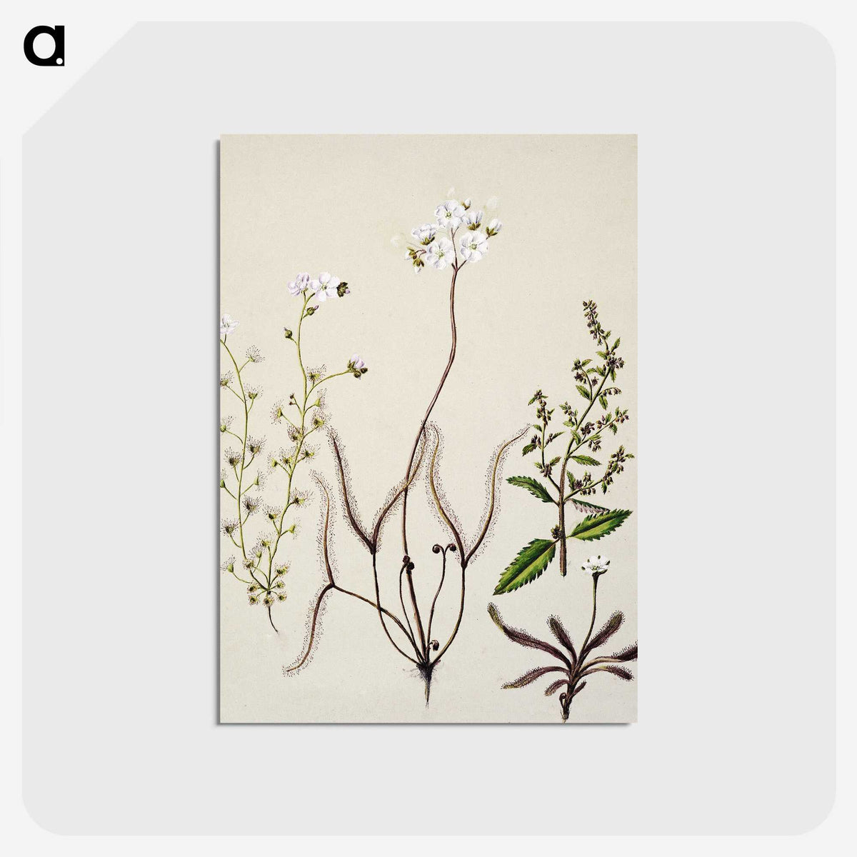 2-3_Native-Flowering-Plants-of-New-Zealand_postcard