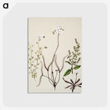 2-3_Native-Flowering-Plants-of-New-Zealand_postcard