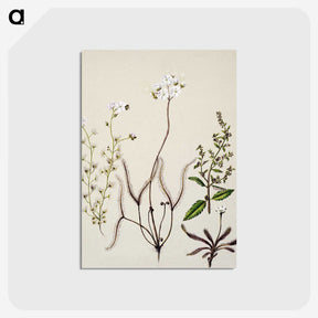 2-3_Native-Flowering-Plants-of-New-Zealand_postcard