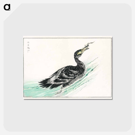 アートポストカード-Temminck's Cormorant Illustration
 - 鳥類図鑑 Postcard.