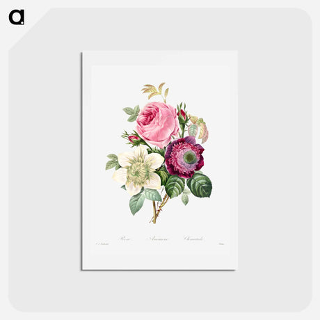 アートポストカード-Anemone and cabbage rose - ピエール ジョゼフ ルドゥーテ Postcard.