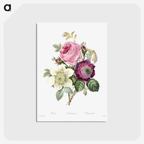 2-3_Pierre-Joseph-Redoute_postcard