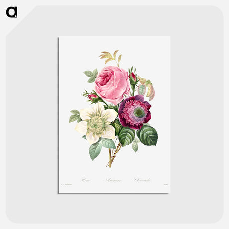 アートポストカード-Anemone and cabbage rose - ピエール ジョゼフ ルドゥーテ Postcard.