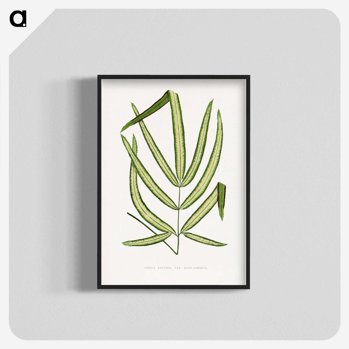 2-3_Plants-with-Colored-Foliage_blk-crop