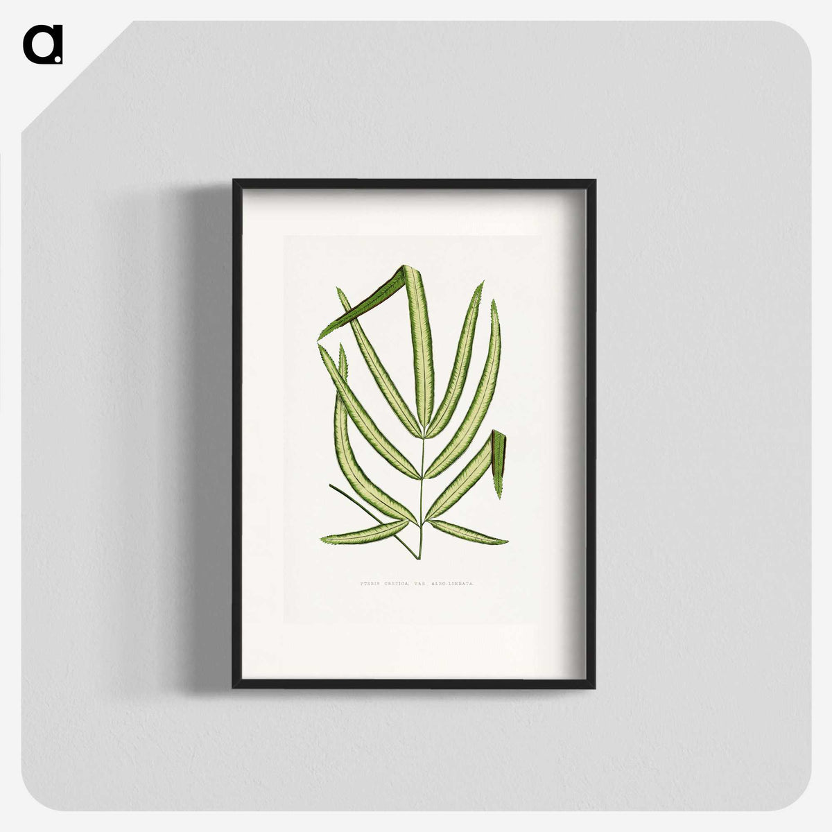 2-3_Plants-with-Colored-Foliage_blk