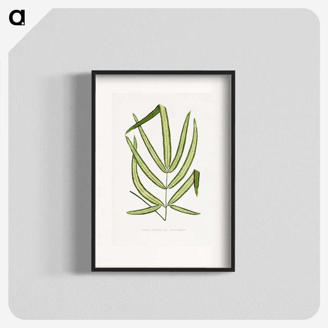 2-3_Plants-with-Colored-Foliage_blk