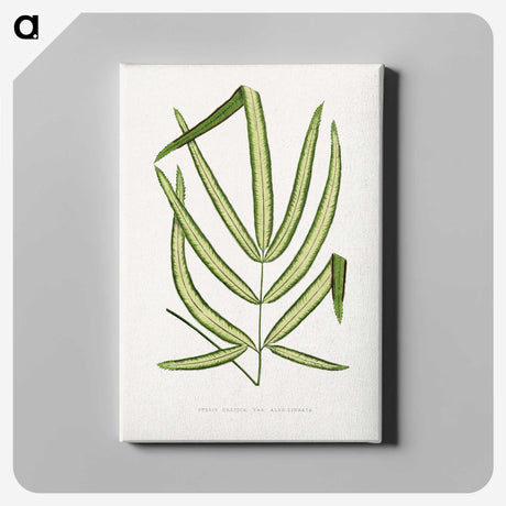 2-3_Plants-with-Colored-Foliage_canvas