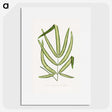 2-3_Plants-with-Colored-Foliage_picture