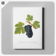 2-3_Pomona-Italiana_canvas