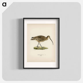 アートポスター-Eurasian Curlew
 - スヴェンスカ フォグラル Poster.