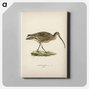アートパネル-Eurasian Curlew
 - スヴェンスカ フォグラル Canvas.