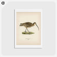 アートポストカード-Eurasian Curlew
 - スヴェンスカ フォグラル Postcard.