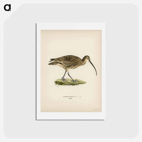 アートポストカード-Eurasian Curlew
 - スヴェンスカ フォグラル Postcard.