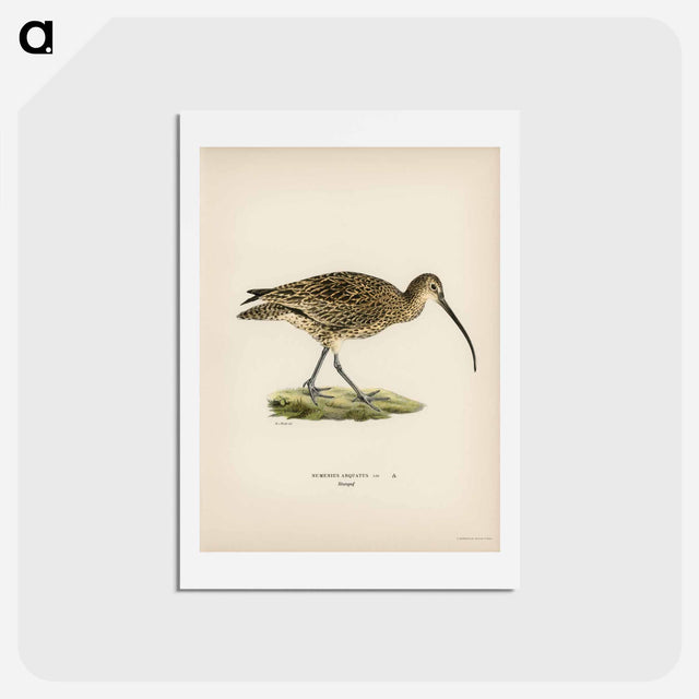 アートポストカード-Eurasian Curlew
 - スヴェンスカ フォグラル Postcard.