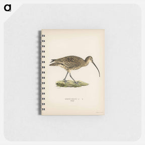 アートメモ帳-Eurasian Curlew
 - スヴェンスカ フォグラル Memo.