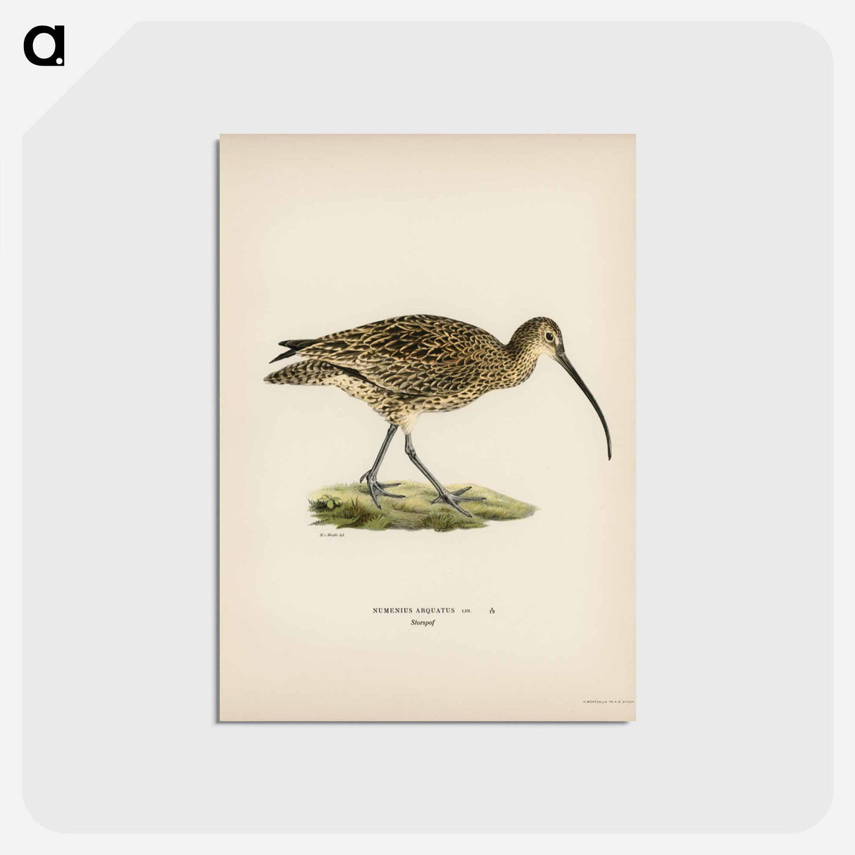 アートポストカード-Eurasian Curlew
 - スヴェンスカ フォグラル Postcard.