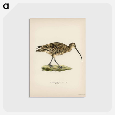 アートポストカード-Eurasian Curlew
 - スヴェンスカ フォグラル Postcard.