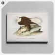 アートパネル-Plate from Birds of America
 - アメリカの鳥たち Canvas.