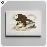 アートパネル-Plate from Birds of America
 - アメリカの鳥たち Canvas.