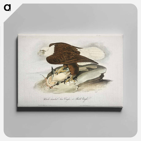 アートパネル-Plate from Birds of America
 - アメリカの鳥たち Canvas.