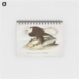 アートメモ帳-Plate from Birds of America
 - アメリカの鳥たち Memo.