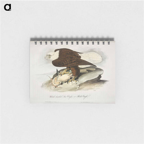 アートメモ帳-Plate from Birds of America
 - アメリカの鳥たち Memo.