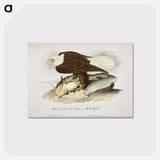 アートポストカード-Plate from Birds of America
 - アメリカの鳥たち Postcard.