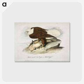 アートポストカード-Plate from Birds of America
 - アメリカの鳥たち Postcard.