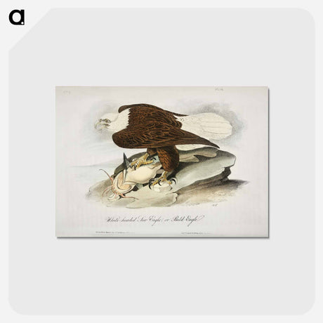 アートポストカード-Plate from Birds of America
 - アメリカの鳥たち Postcard.