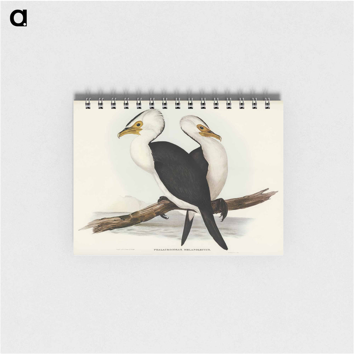 アートメモ帳-Little Pied Cormorant
 - オーストラリアの鳥 Memo.
