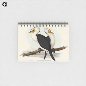 アートメモ帳-Little Pied Cormorant
 - オーストラリアの鳥 Memo.