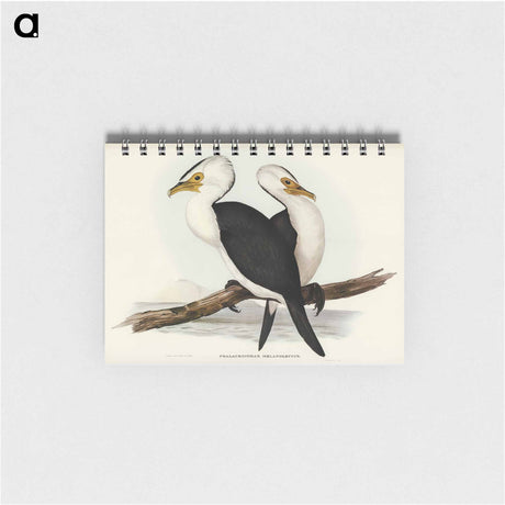 アートメモ帳-Little Pied Cormorant
 - オーストラリアの鳥 Memo.