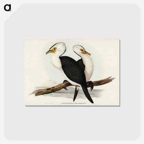 アートポストカード-Little Pied Cormorant
 - オーストラリアの鳥 Postcard.