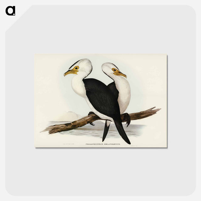 アートポストカード-Little Pied Cormorant
 - オーストラリアの鳥 Postcard.