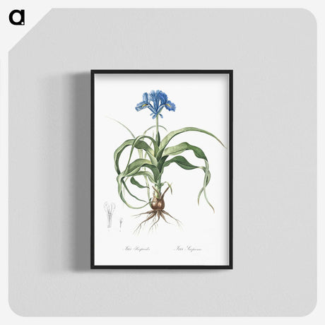 2-3_The-Lilies_blk-crop