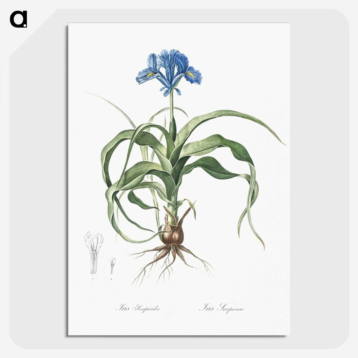 2-3_The-Lilies_picture-crop