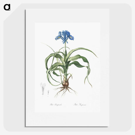 2-3_The-Lilies_picture