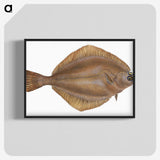 2-3_The-Natural-History-of-British-Fishes_blk-crop