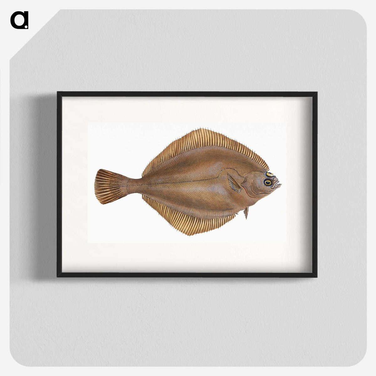 2-3_The-Natural-History-of-British-Fishes_blk